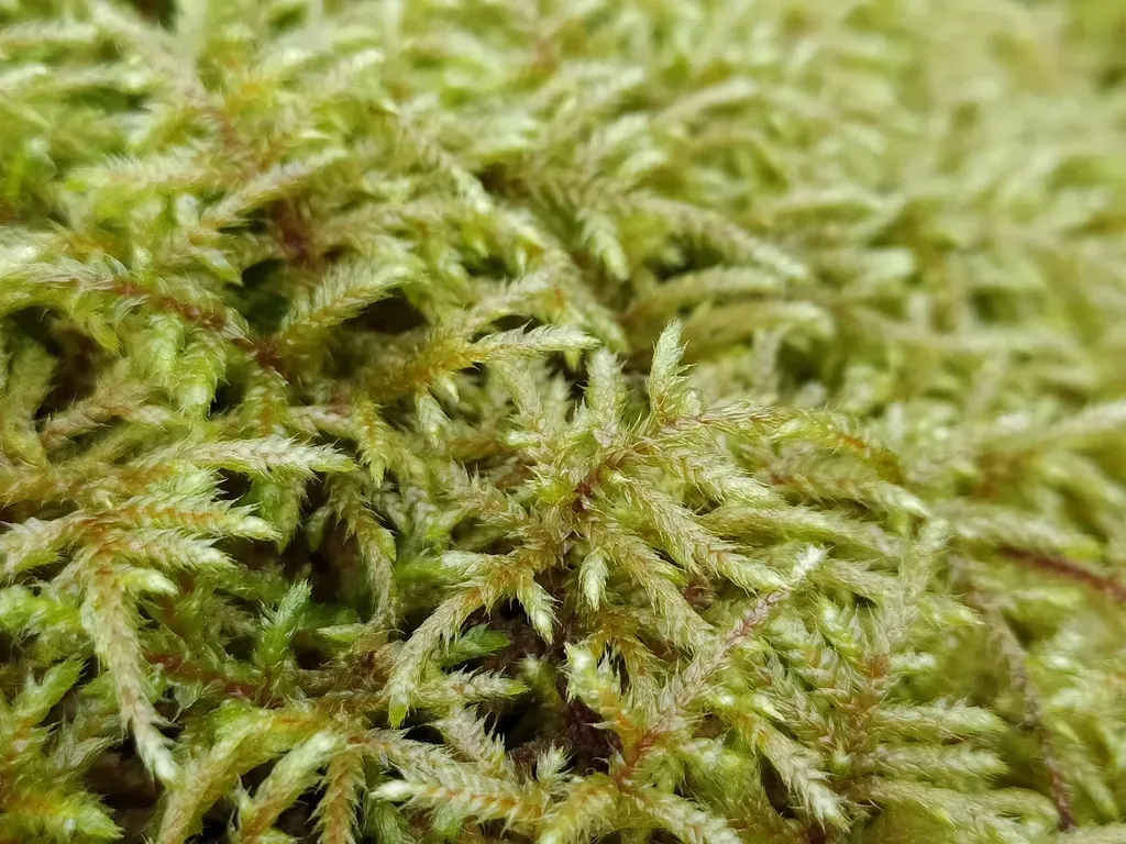 Pinched Shaggy Moss