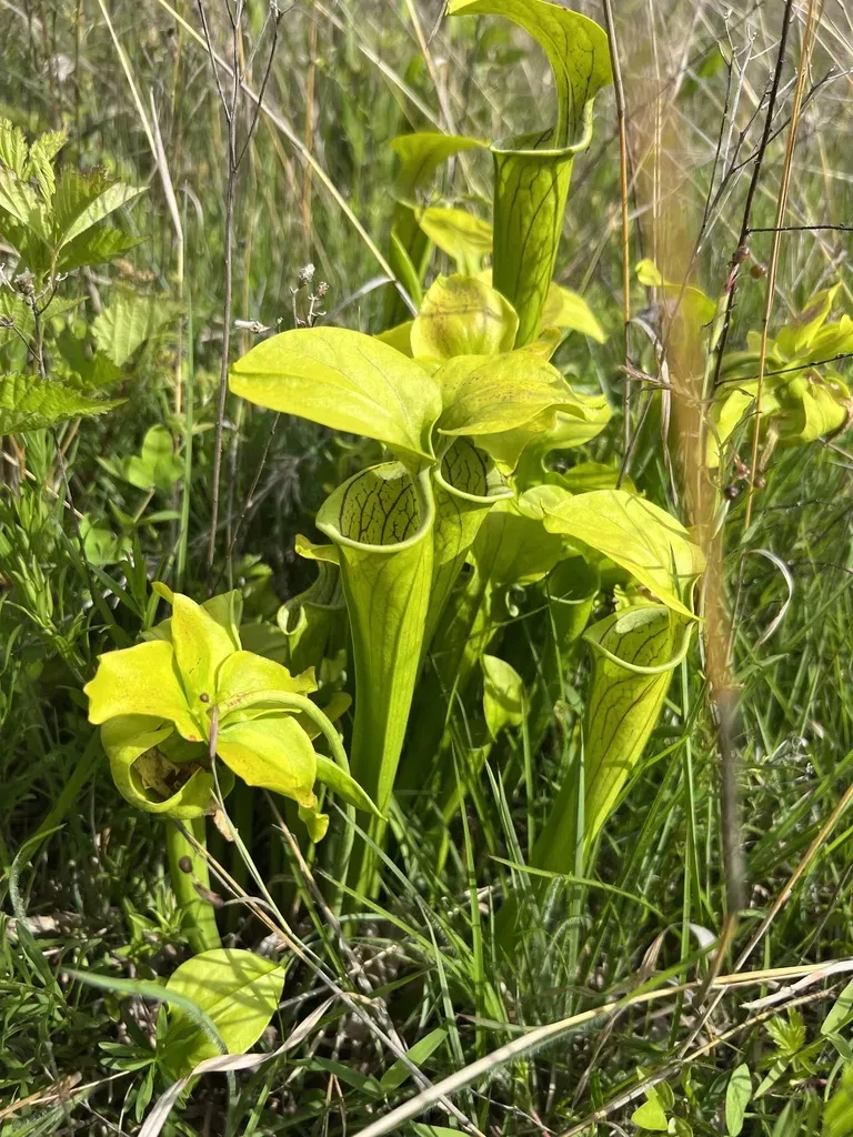 Green Pitcher Plant