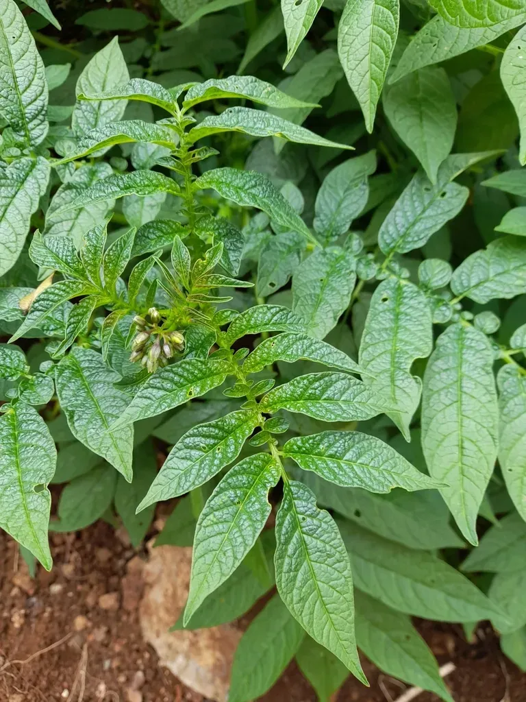 Solanum Fernandezianum