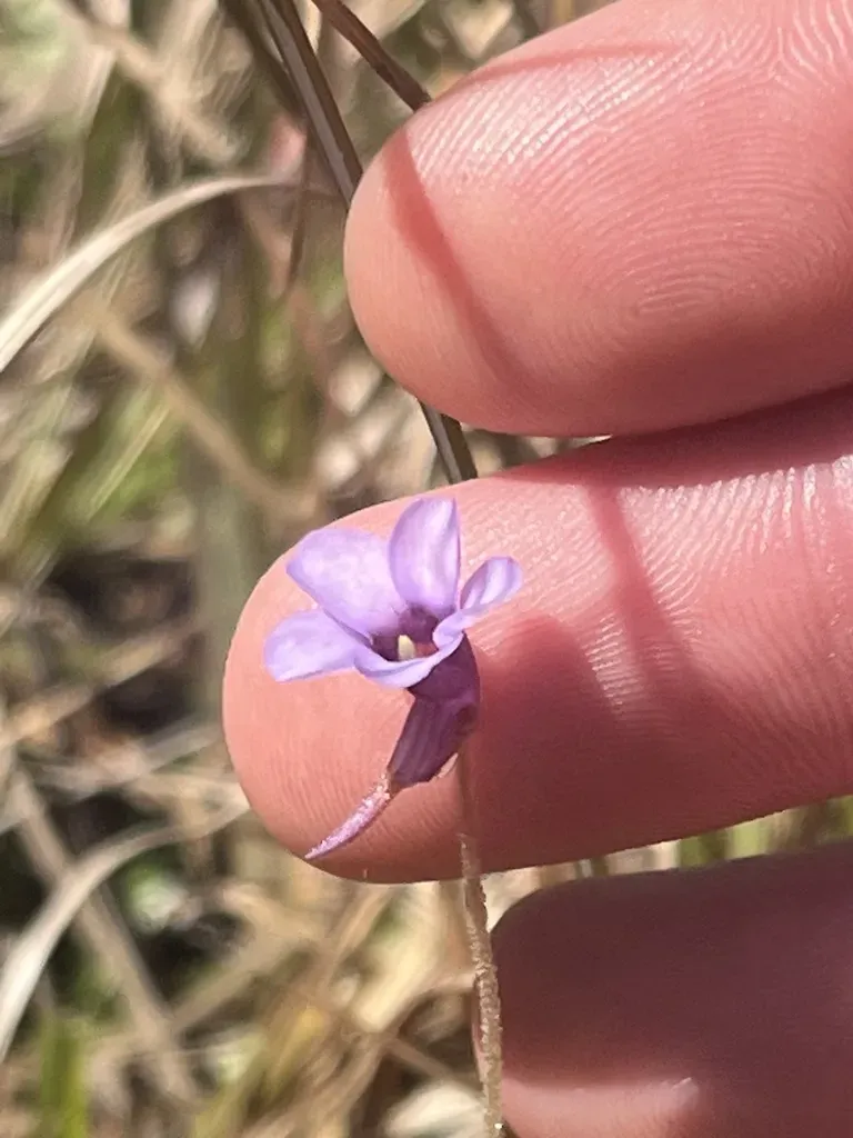 Small Butterwort