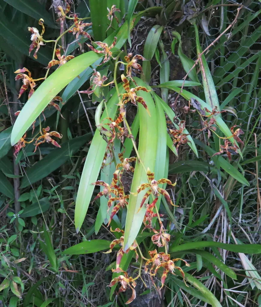 Oncidium Hallii