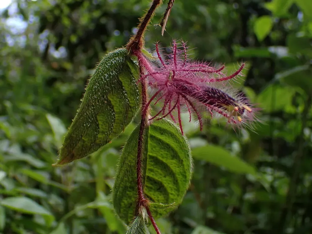 Columnea Minor
