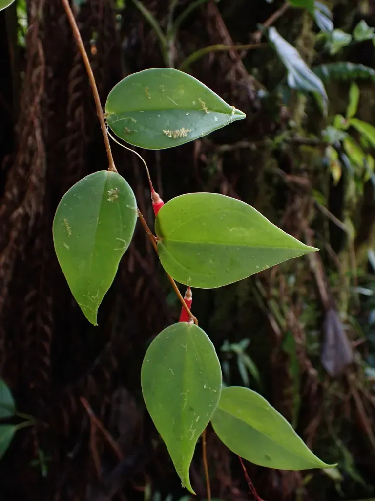 Sphyrospermum Boekei