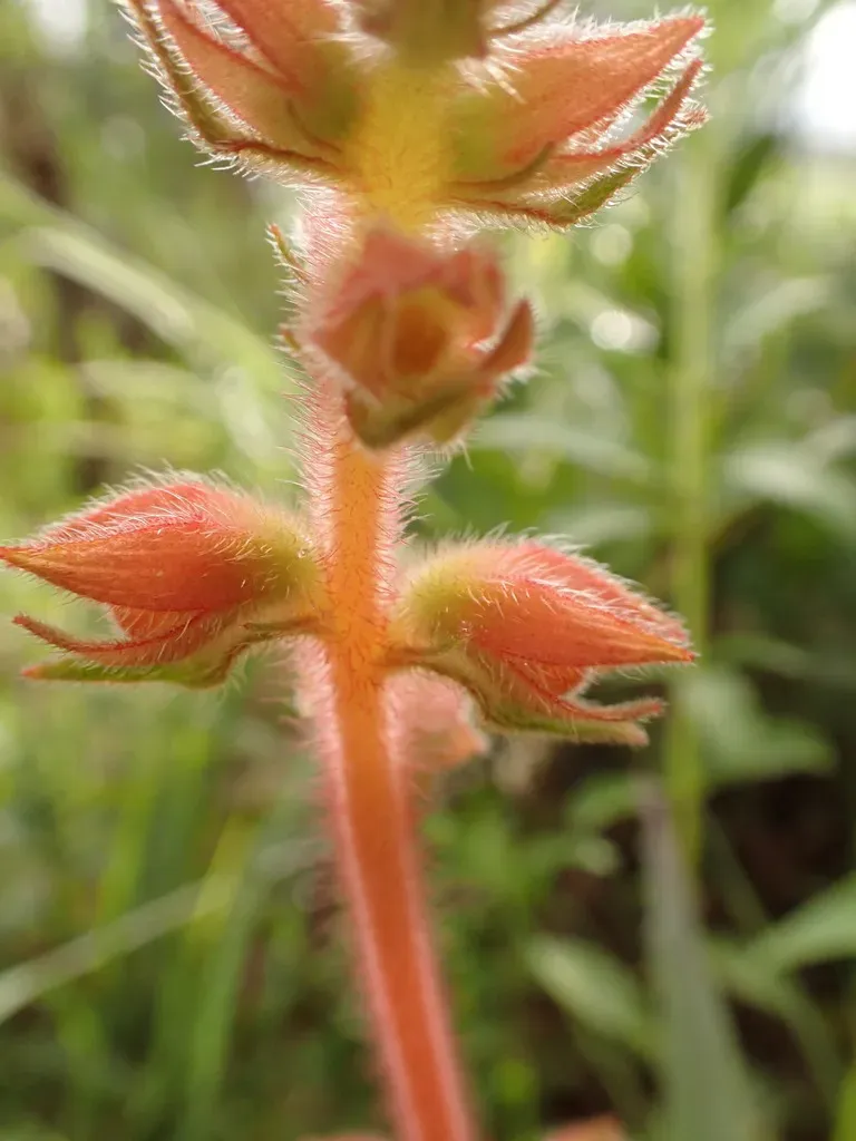 Sinningia Allagophylla