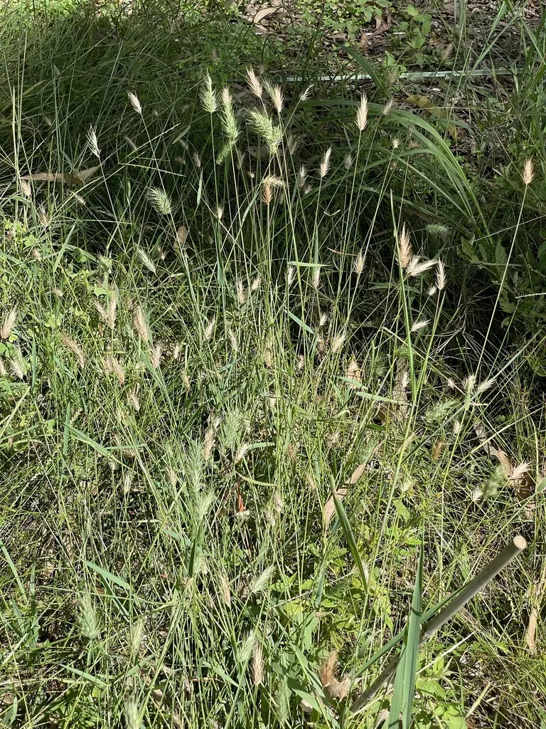Nodding Hedgehog Grass