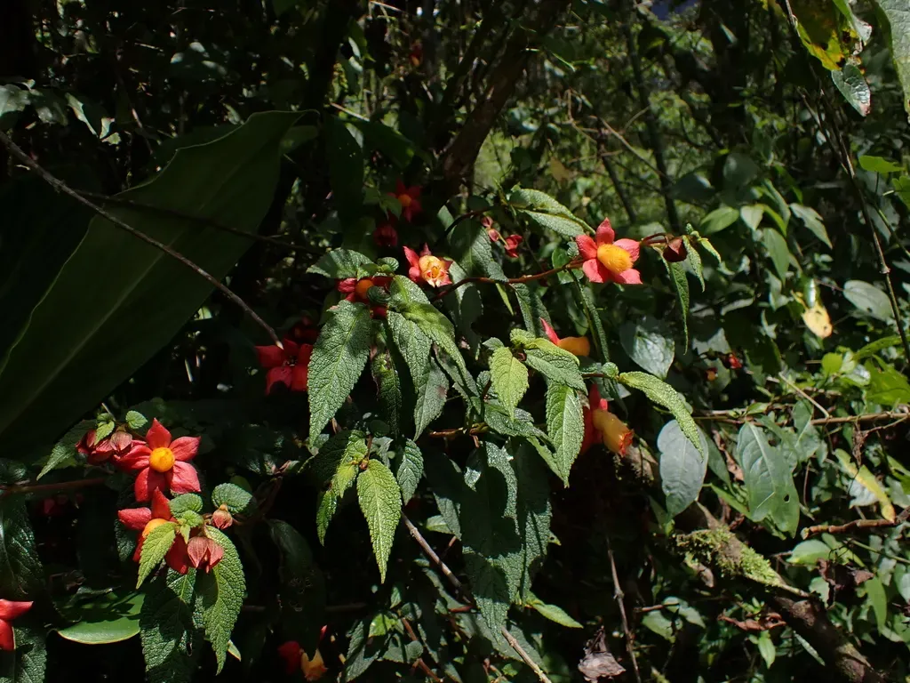 Kohleria Hypertrichosa