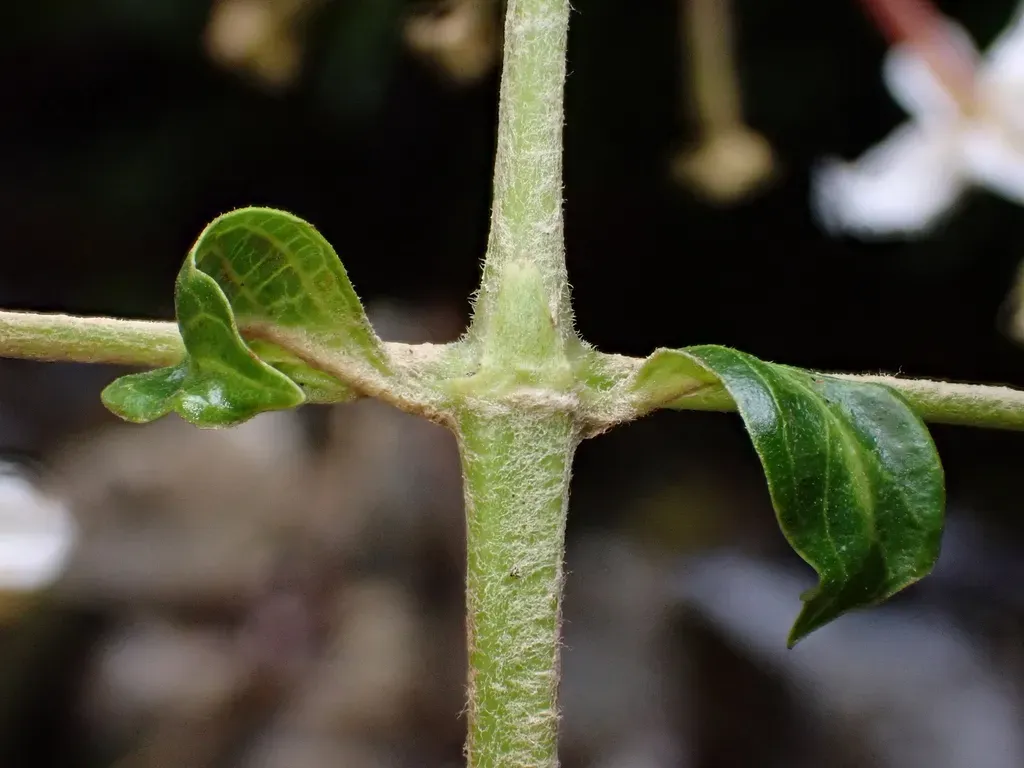 Arachnothryx Perezii