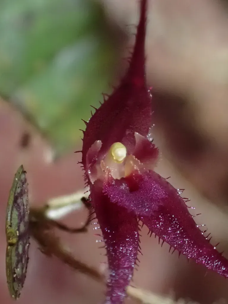 Gravendeelia Chamaelepanthes