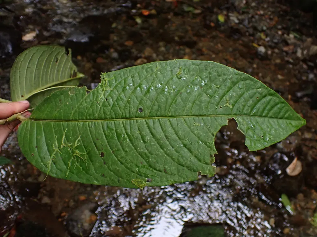Cuatresia Colombiana