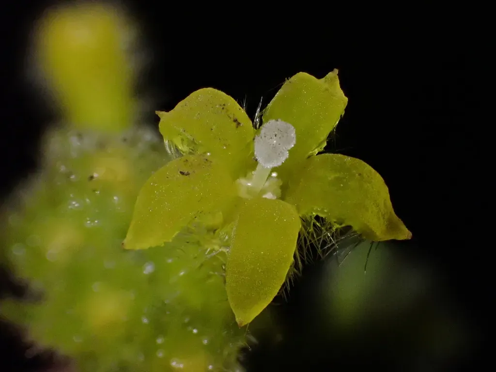 Palicourea Standleyana