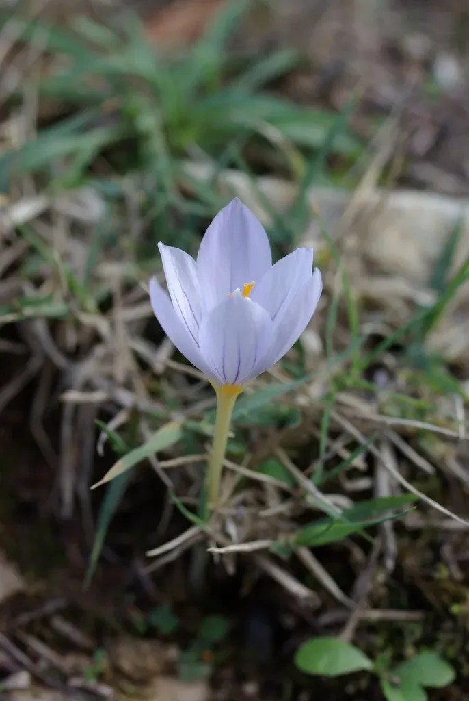 Hairy Crocus