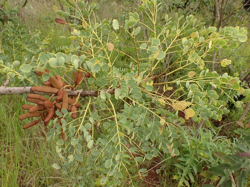 Stryphnodendron Adstringens