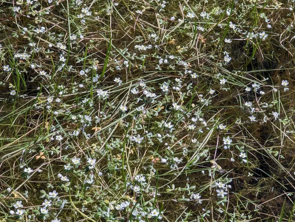 Lobb's Aquatic Buttercup