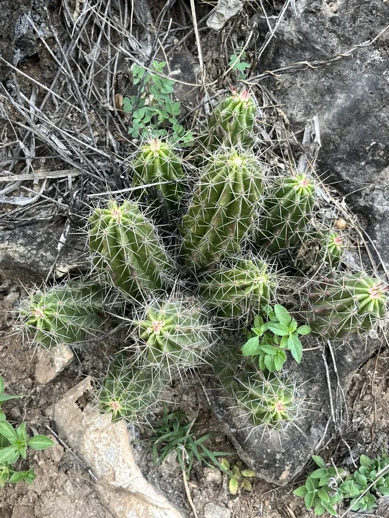 Echinocereus Viereckii