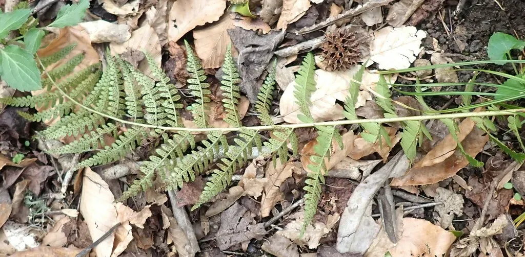 Southern Wood Fern