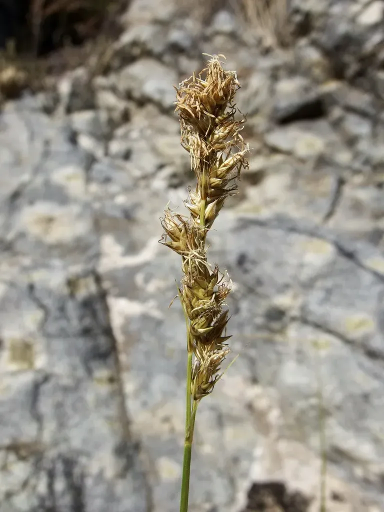 Chihuahuan Sedge