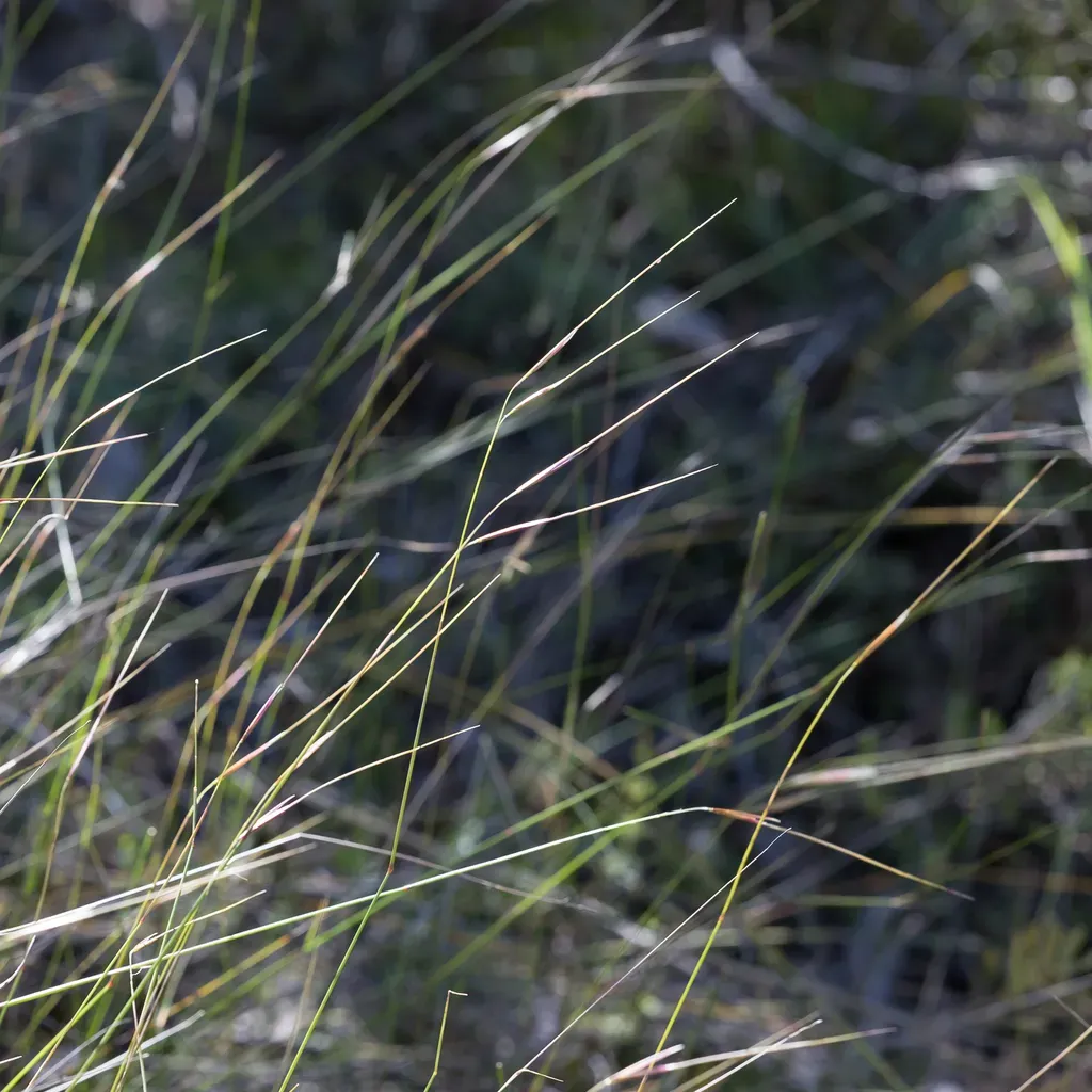 Wiry Spear-grass
