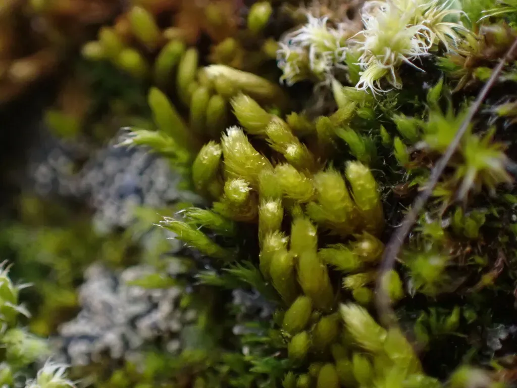 Pinnatifid Homalothecium Moss