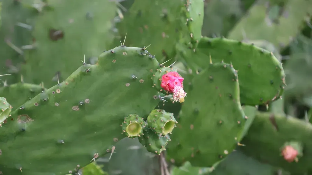 Opuntia Auberi