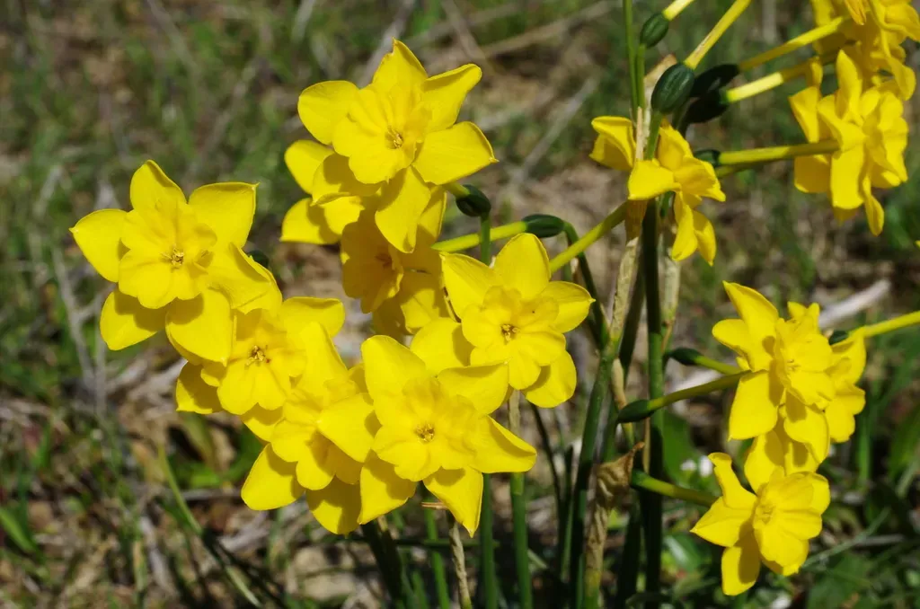 Narcissus Cerrolazae