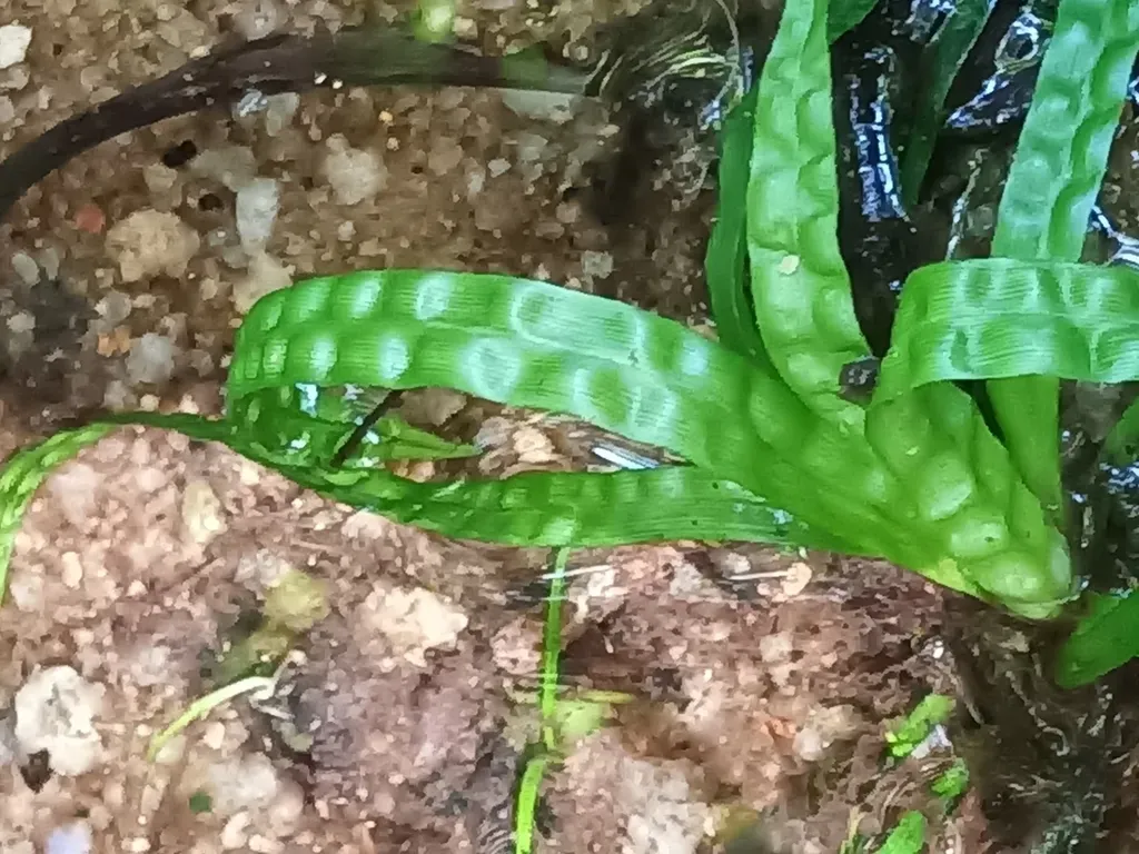 Thurnia Sphaerocephala