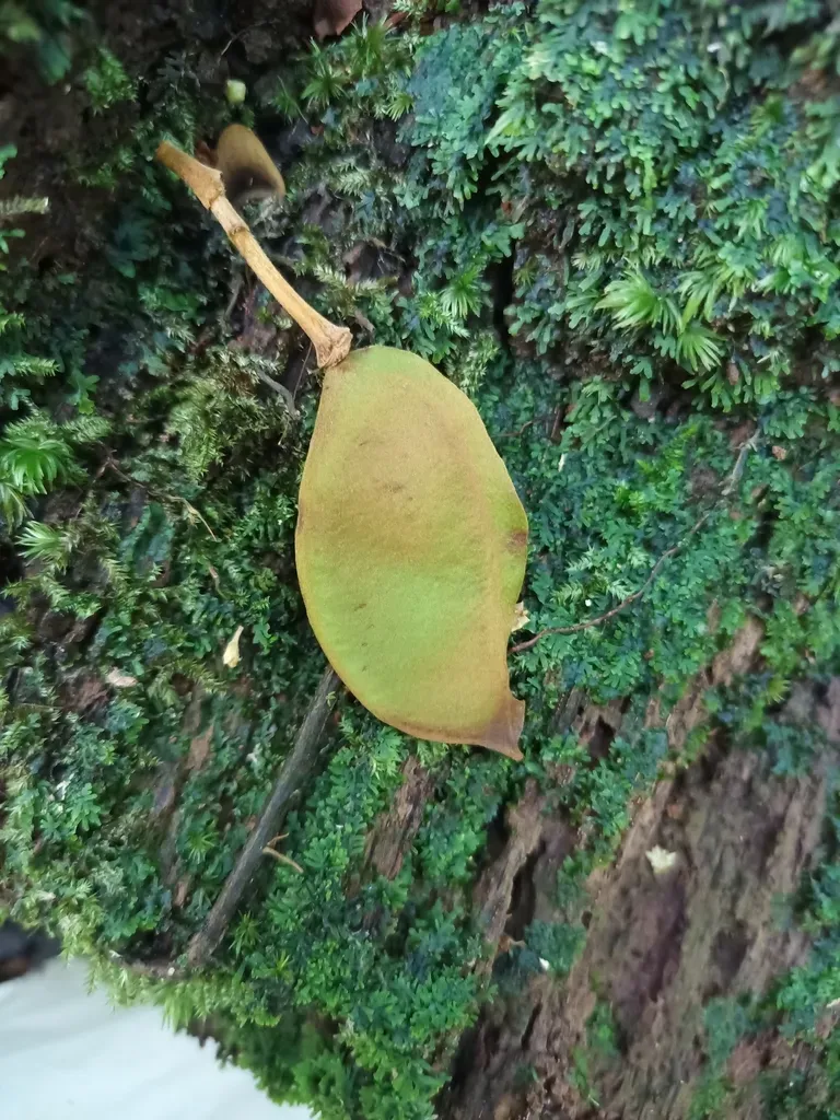 Dicorynia Guianensis