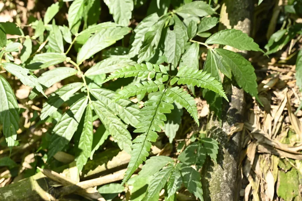 Arachniodes Rhomboidea