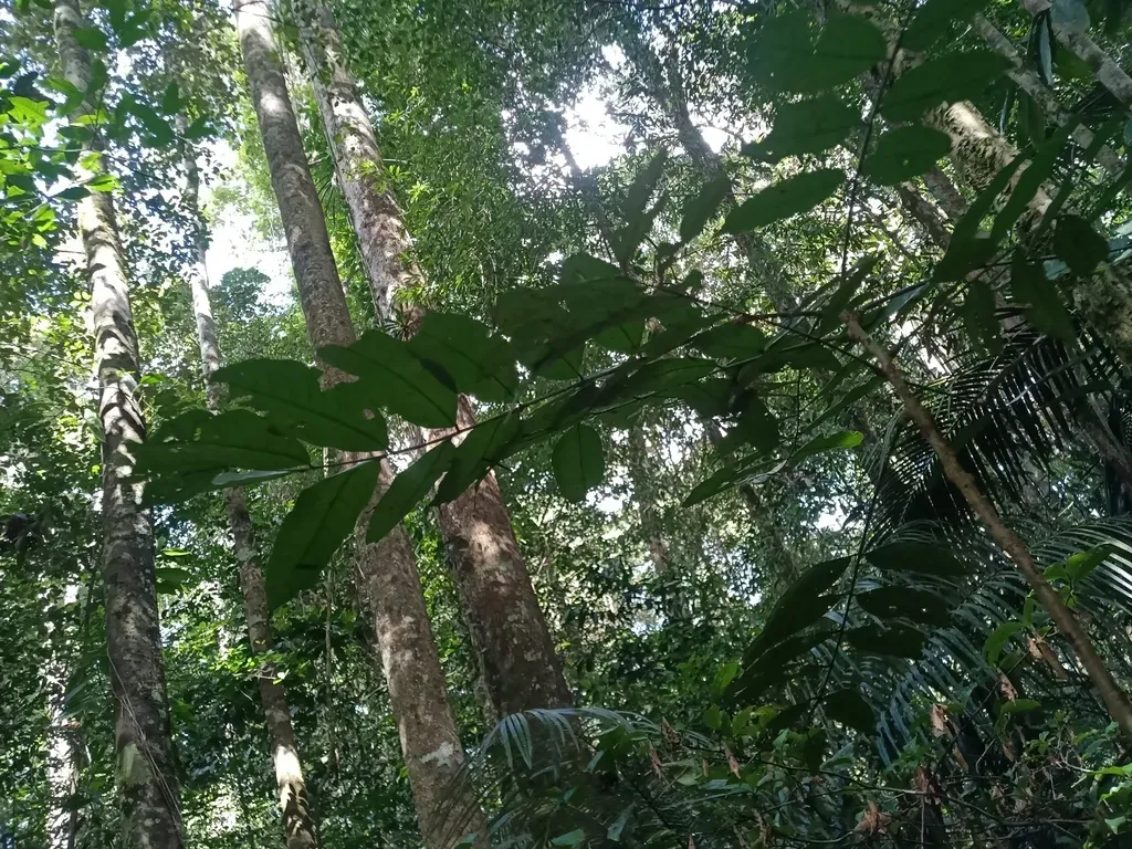 Connarus Fasciculatus