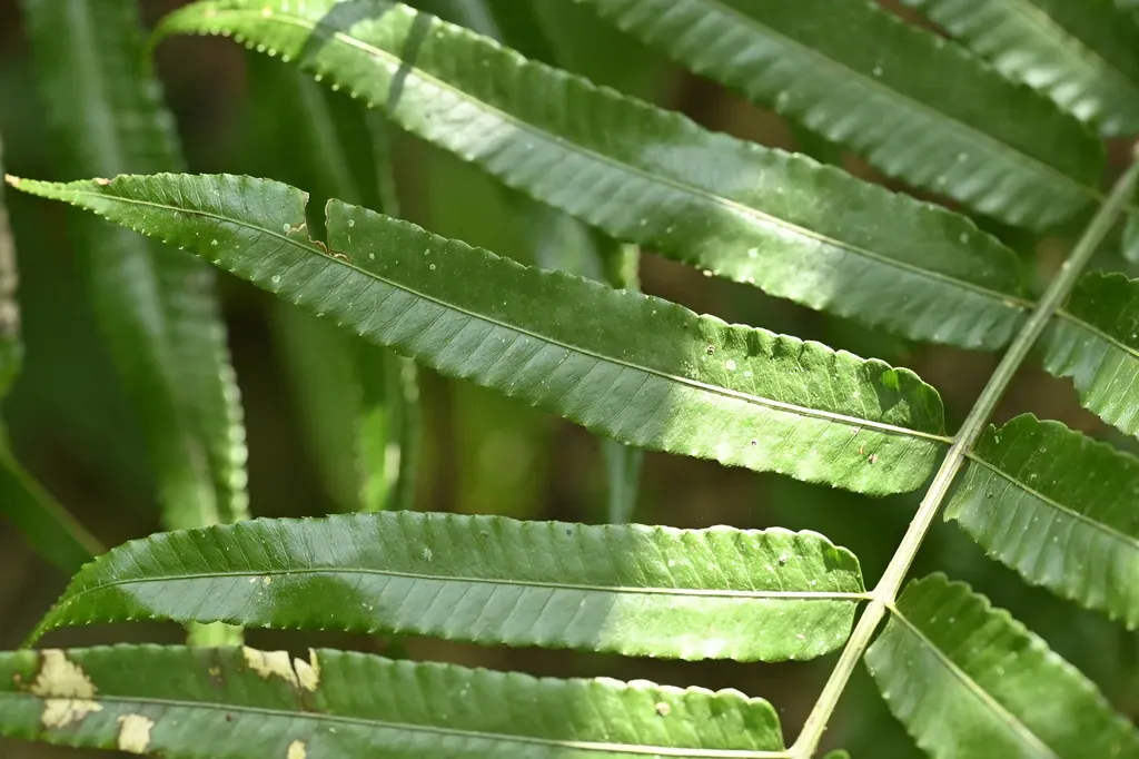 Bolbitis Angustipinna