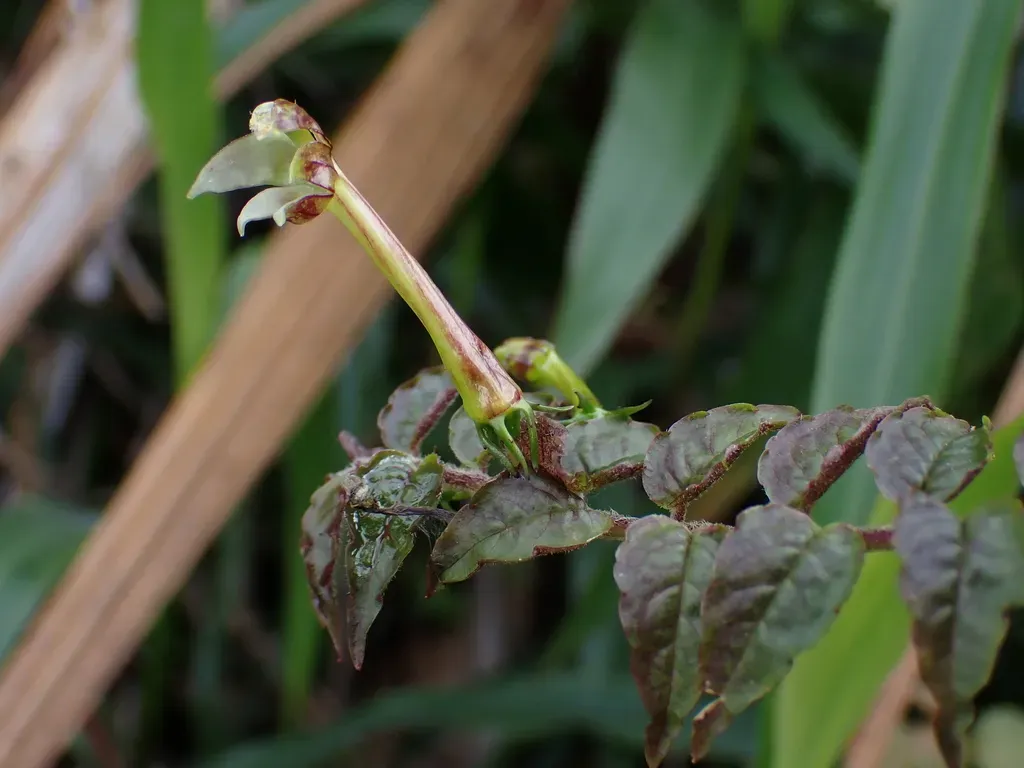 Burmeistera Knaphusii