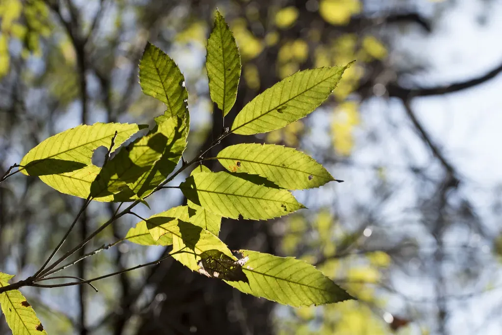 Japanese Willowleaf Oak