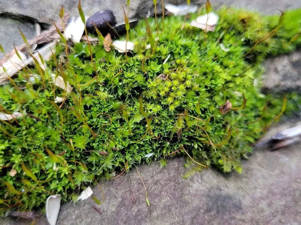 Barnes' Bryum