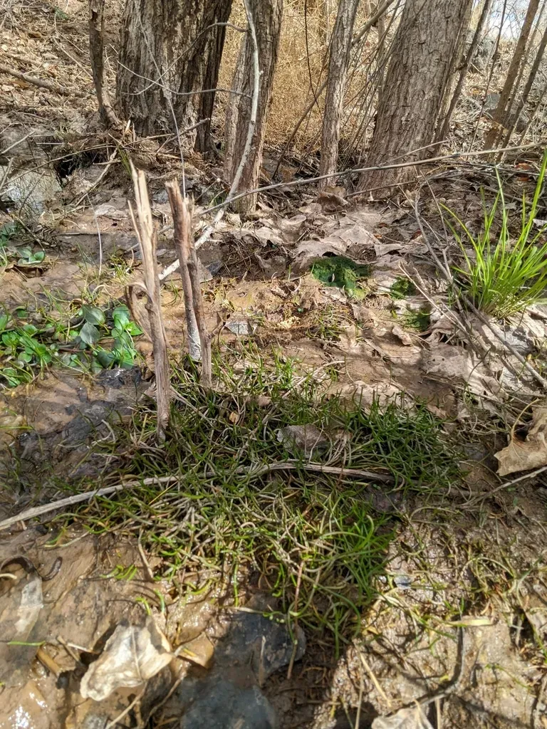 Schaffner's Grasswort