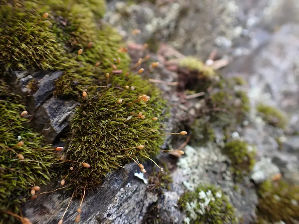 Dicranoweisia Antarctica