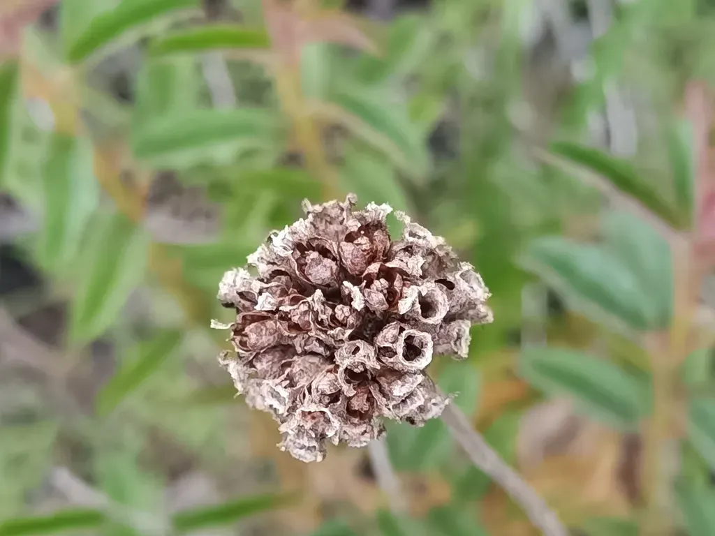 Ernestia Confertiflora