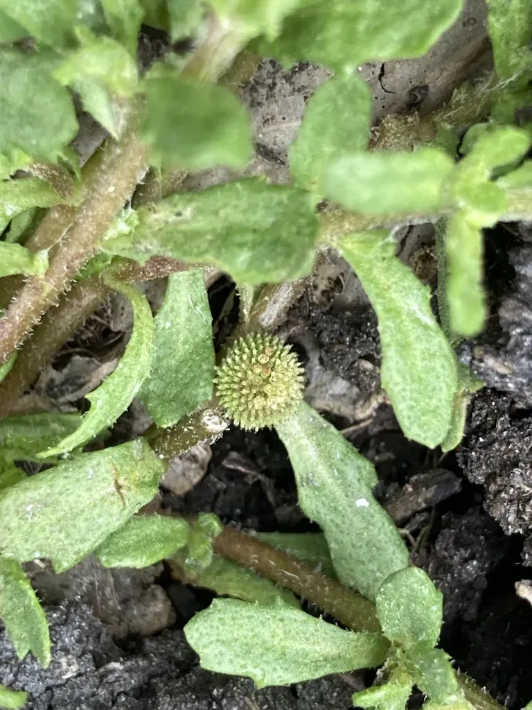 Centipeda Aotearoana