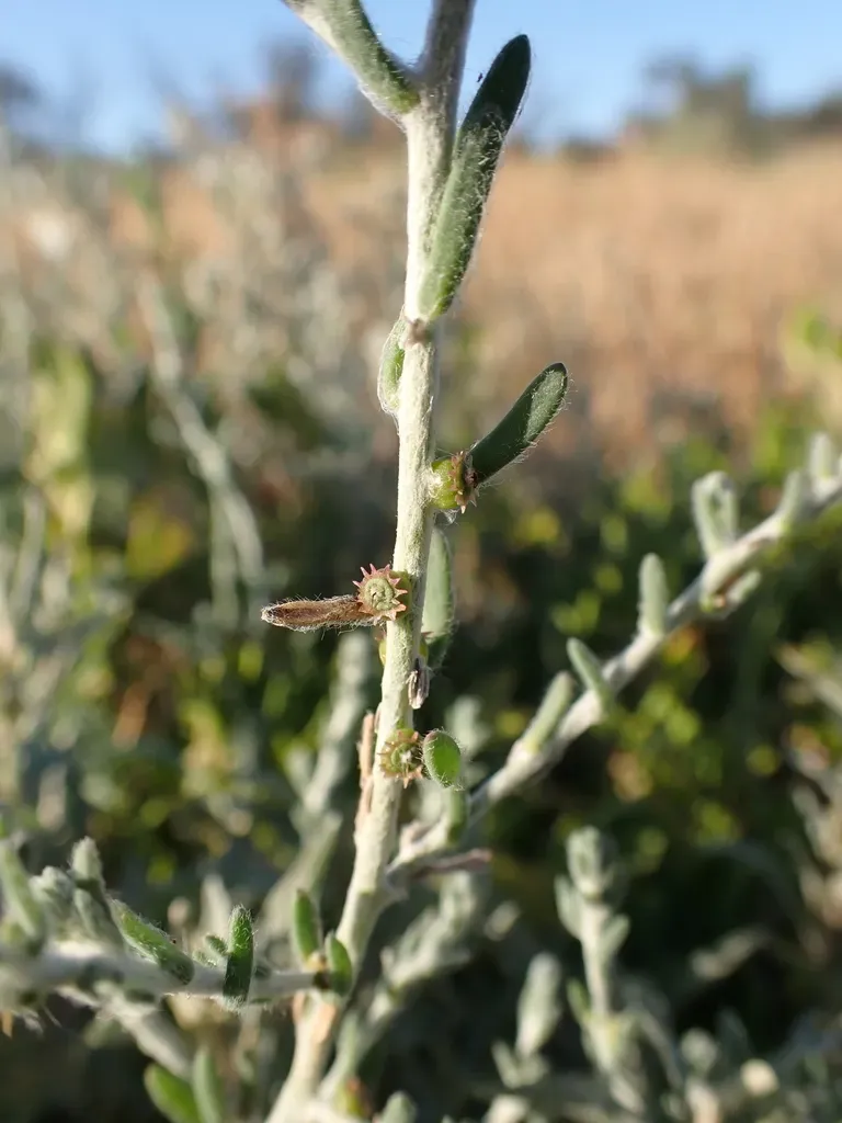 Sclerolaena Stelligera