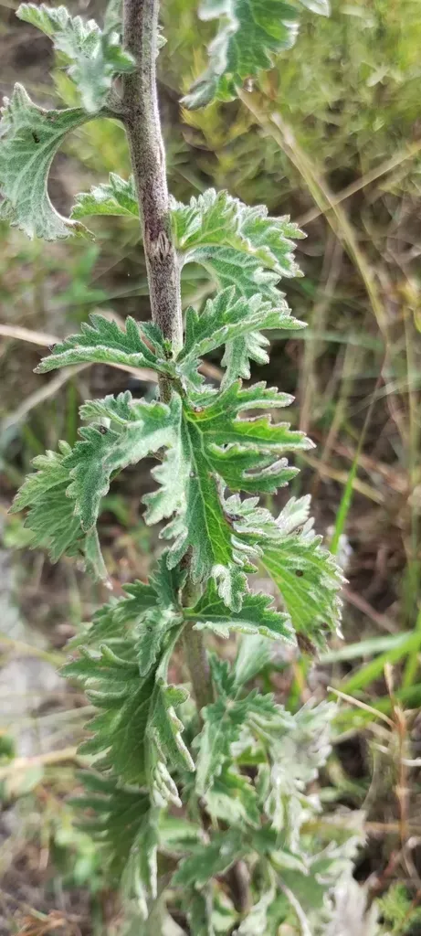 Gyptis Artemisiifolia