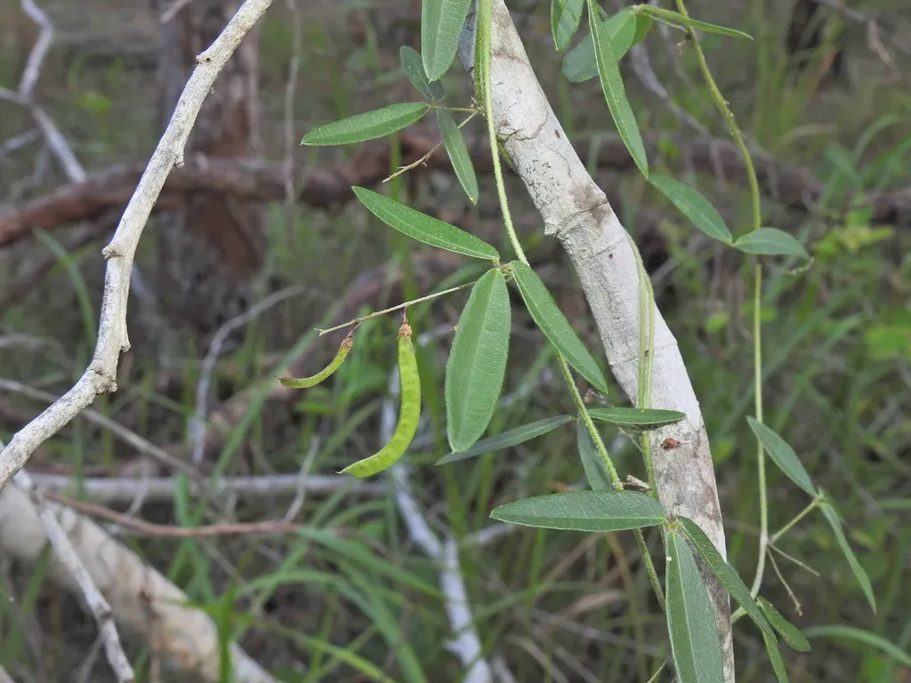 Basketlike-lobed Soybean