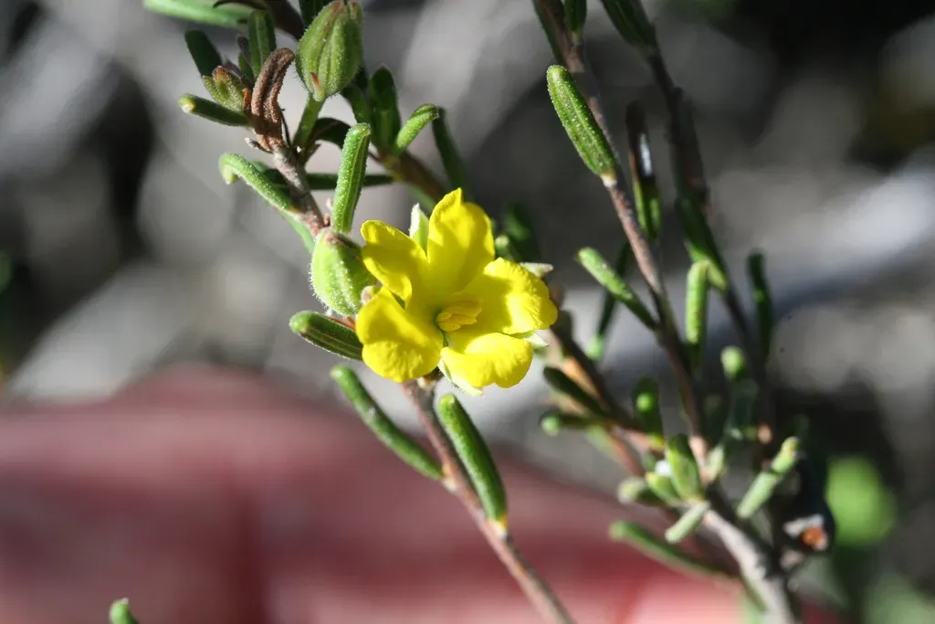 Hibbertia Verrucosa