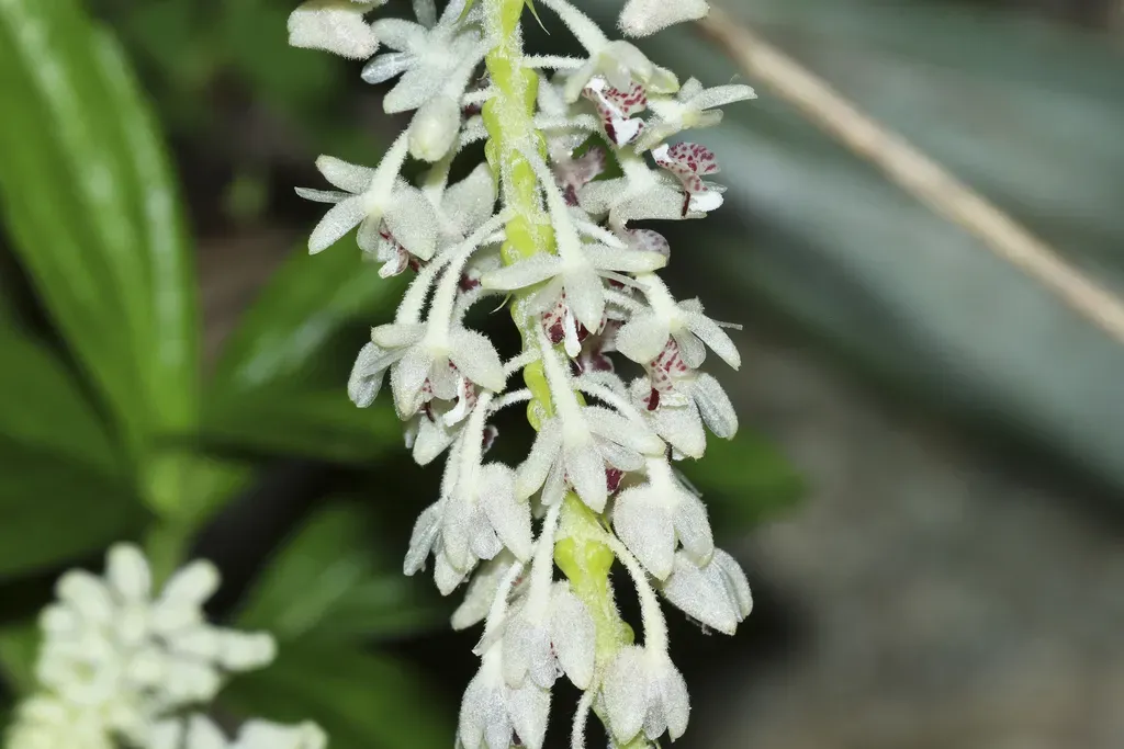 Mycaranthes Magnicallosa