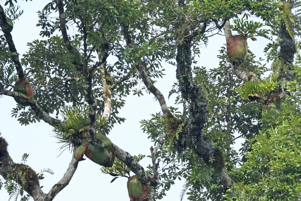 Ridley's Staghorn Fern