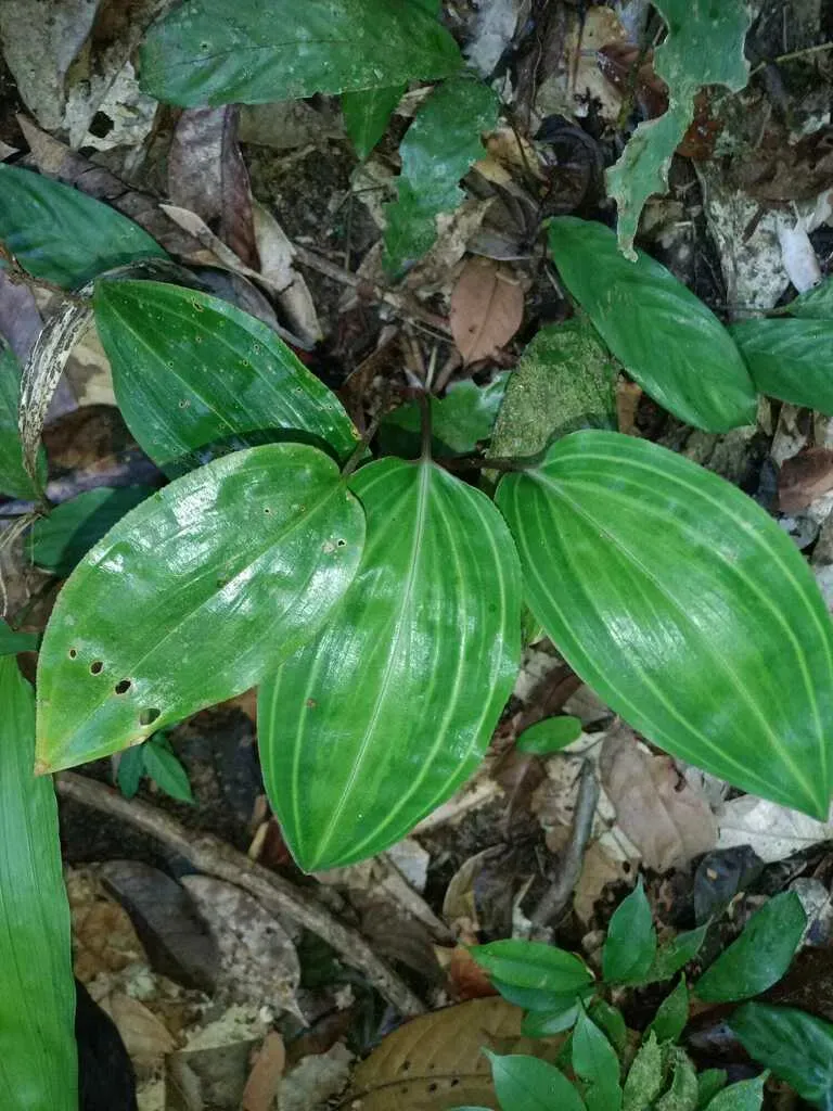 Prescottia Stachyodes