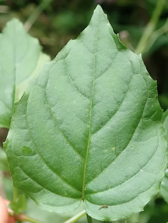 Upland Enchanter's-nightshade