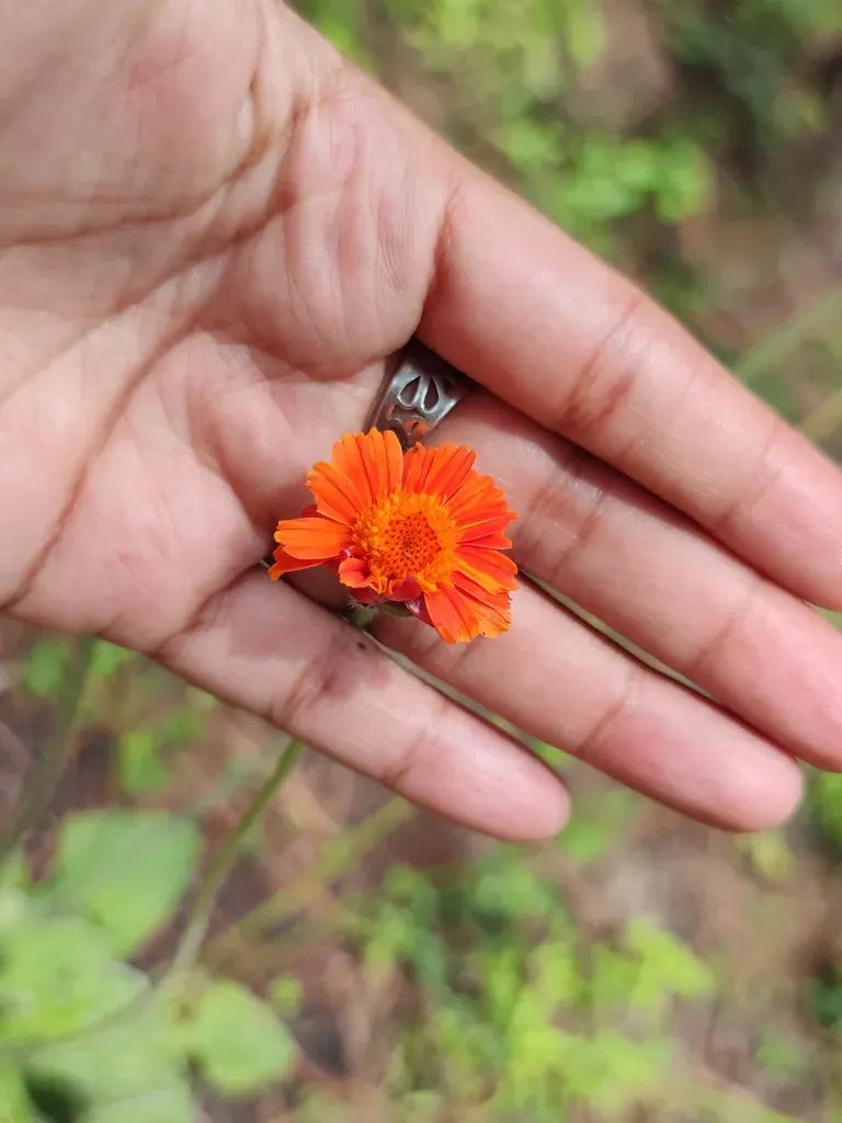 Tonalanthus Megacephalus