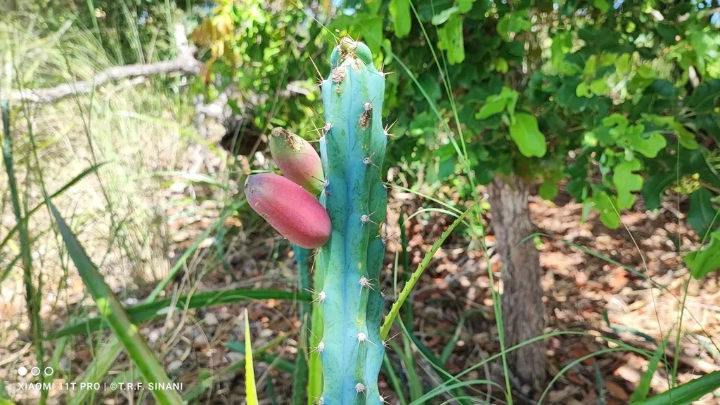 Cereus Phatnospermus