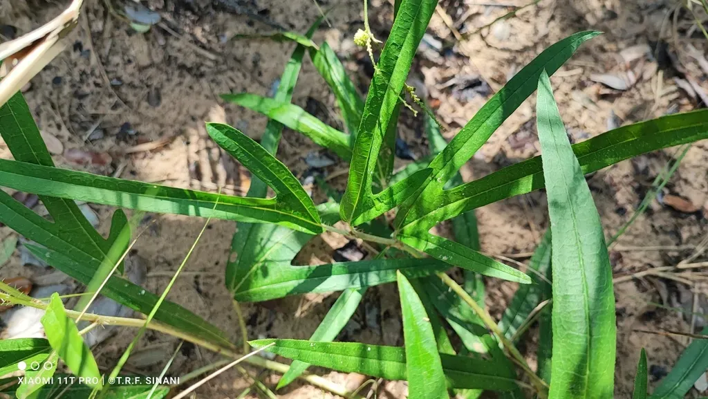 Cnidoscolus Appendiculatus