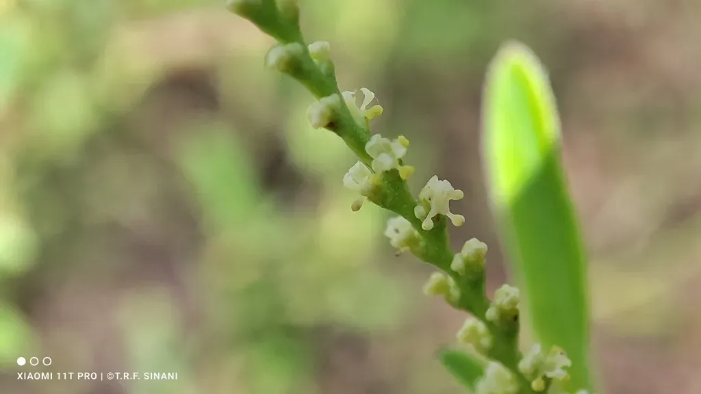 Microstachys Hispida