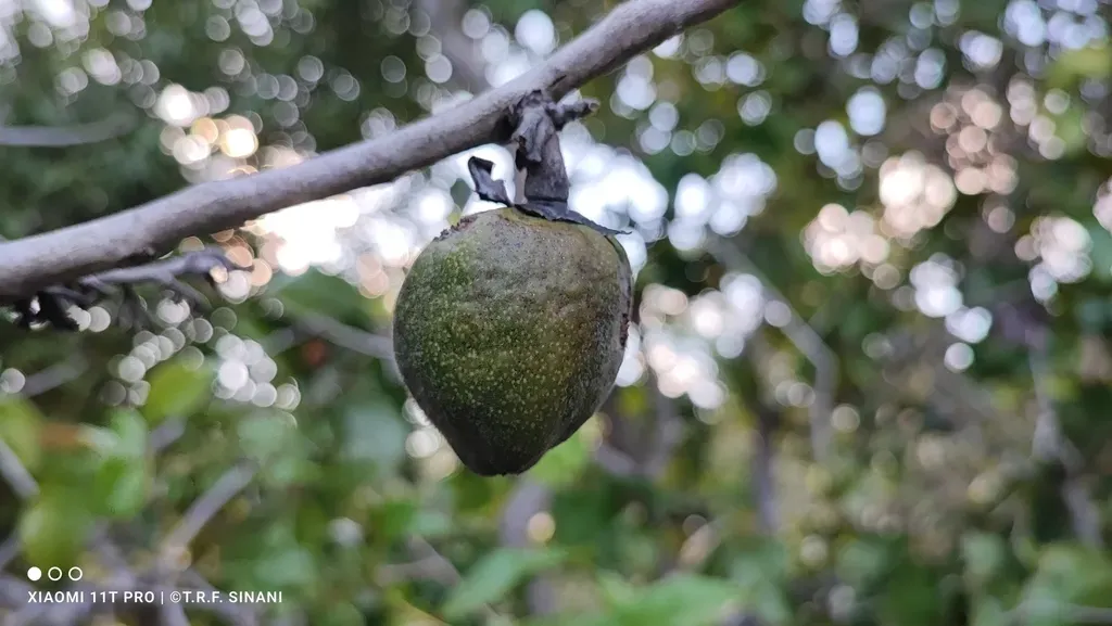 Diospyros Lasiocalyx