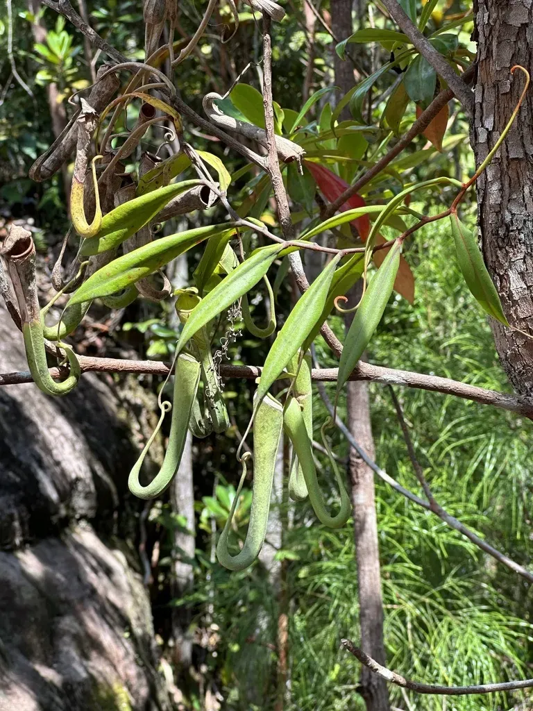 White-collared Pitcher Plant